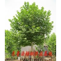 現貨低價供應 各規格 法桐 法梧桐