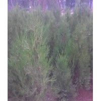售1.8-2米側柏