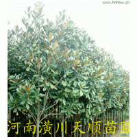 廣玉蘭，廣玉蘭基地