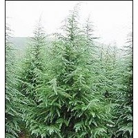 供應雪松，北京檜，百日紅，黃楊球