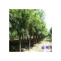 供1-15公分毛白楊，國槐
