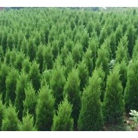 供應蜀檜苗 蜀檜球20公分，30公分40公分蜀檜