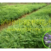 供應(yīng)藍花楹
