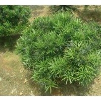 供應香樟、桂花、紫薇、楊梅、杜鵑、欒樹、紅繼木、深山含笑