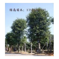 花梨木供應，求購花梨木請到金華綠島苗木基地