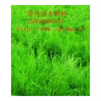 特價供應側柏樹苗，90cm側柏苗