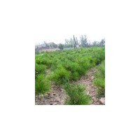供應白皮松苗 15-20公分白皮松苗