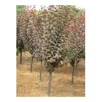 出售紫葉李250棵，木槿高度2米2000棵