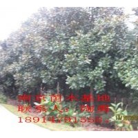 供應廣玉蘭，普通石楠，桂花，紫薇，檜柏