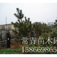 長期供應黑松樹苗，黑松苗
