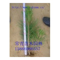 長期供應60公分黑松苗，黑松苗木