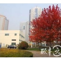 供應美國紅楓