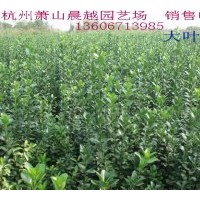 銷售茶梅、紅花繼木、紅葉小檗、黃馨、龜甲冬青、毛鵑