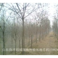 供應(yīng)國槐 龍爪槐，白蠟，大葉女貞，垂柳千頭春，木瓜樹