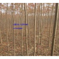 供應火炬樹、河北火炬樹