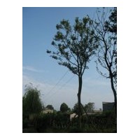 供應各種規格皂莢樹 樸樹 藍花楹