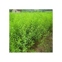 供應：白皮松、油松、側柏、核桃苗、果品苗等