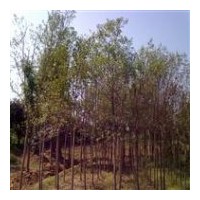 供應大葉女貞 廣玉蘭，白玉蘭，大樸樹，樟樹，桂花樹