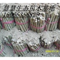 低價供應(yīng)毛白楊炮捻、一條鞭