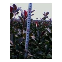低價出售紅葉石楠綠籬苗|美國紅楓小苗