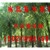 大量供應二次定干速生柳、垂柳、饅頭柳、金絲垂柳等工程苗木