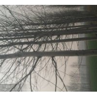 常年供應法桐