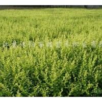 供應(yīng)紅葉小檗，金葉女貞，大量,薄利多銷,,謝謝，