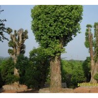 供應(yīng)移植香樟，胸徑30----80公分，數(shù)量1000株