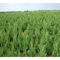 江蘇蜀檜價格，蜀檜產地，蜀檜批發，40公分蜀檜價格