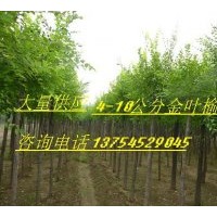 供應金葉榆 河北金葉榆 金葉榆價格 金葉榆圖片