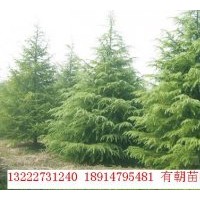 供應雪松、蜀檜、龍柏、紅葉石楠、香樟等