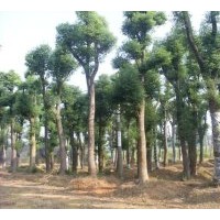 湖南香樟基地大量供應香樟