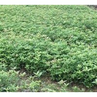 銷售桂花1-2年生小苗4-40公分的金桂、丹桂、朱砂