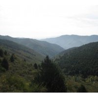 供應1--5米鋪地有枝 白皮松山苗 胸徑20--35白皮松