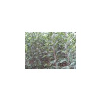 山楂苗/嫁接山楂苗/成品山楂苗/盡在山西水果苗種植基地
