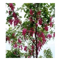 供應香花槐
