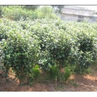 供:茶花球、紅繼木球、海桐球、桂花球、羅漢松球