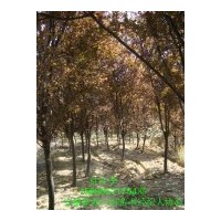 供應紅葉李紫葉李 規格齊全