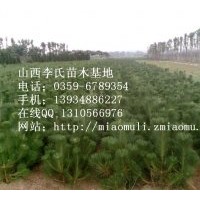 山西；油松 白皮松華山松雪松側(cè)柏冬青供應(yīng)
