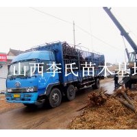 山西；國(guó)槐 刺槐龍爪槐香花槐紫葉李皂角榆樹(shù)