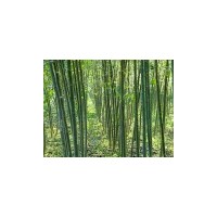 低價供應毛白楊造型國槐法桐白蠟千頭椿速生柳泡桐等