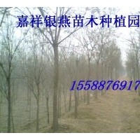 大量供應 國槐 法桐 合歡綠化苗木