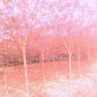 句容四季青園藝場供應優質櫸樹