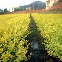 龍柏、衛(wèi)矛、扶芳藤、金葉女貞、大葉黃楊、