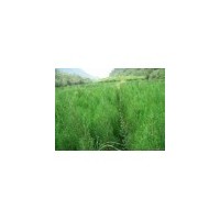低價供側柏、刺槐、國槐、油松、白皮松 香椿苗 臭椿