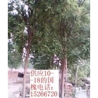 大規格國槐