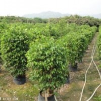 華棕、香樟、榕樹、盆架子、大葉紫薇、鳳凰木、加拿利海棗、各種
