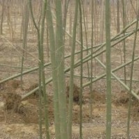 供應速生柳垂柳