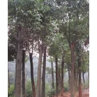 苗圃低價(jià)供應(yīng)8公分以上全冠、移植香樟