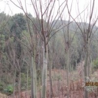 湖北宜昌三峽鑫林苗圃低價(jià)供應(yīng)8公分以上全冠、移植欒樹